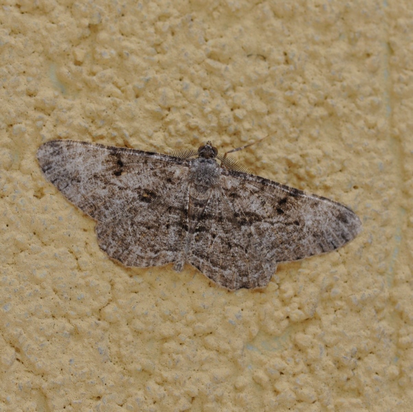 Geometridae